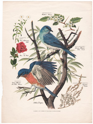 ARTHUR SINGER BIRD PRINTS 1957 Bluebirds